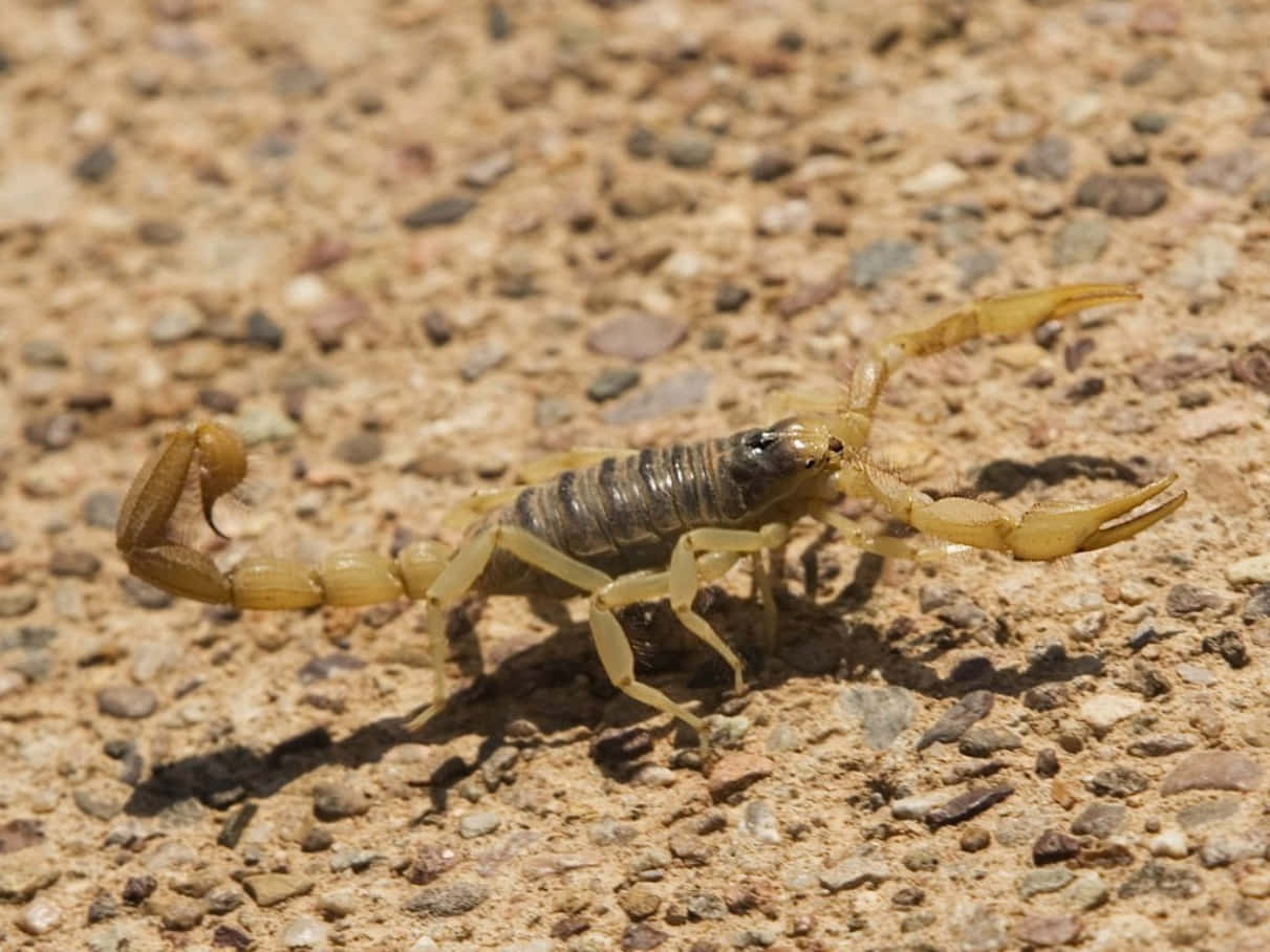 Eintödlicher Skorpion, Der Bedrohlich Starrt