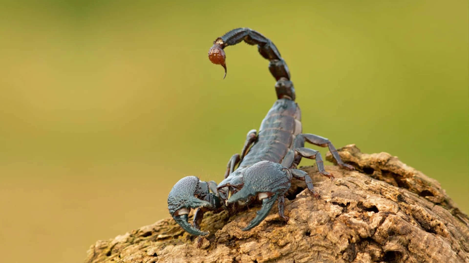 A fierce scorpion ready to strike.