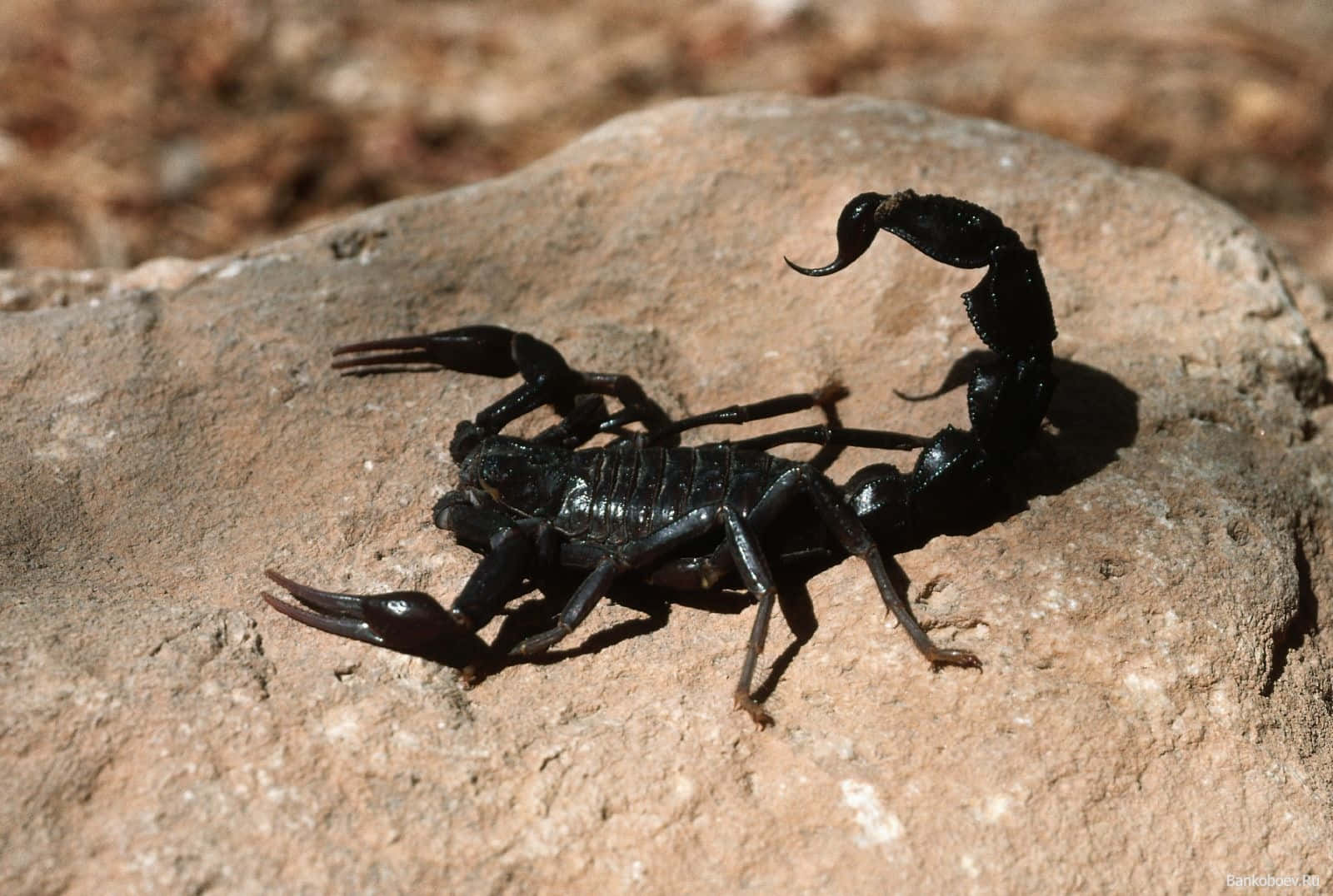 Don't Mess With the Scorpions!