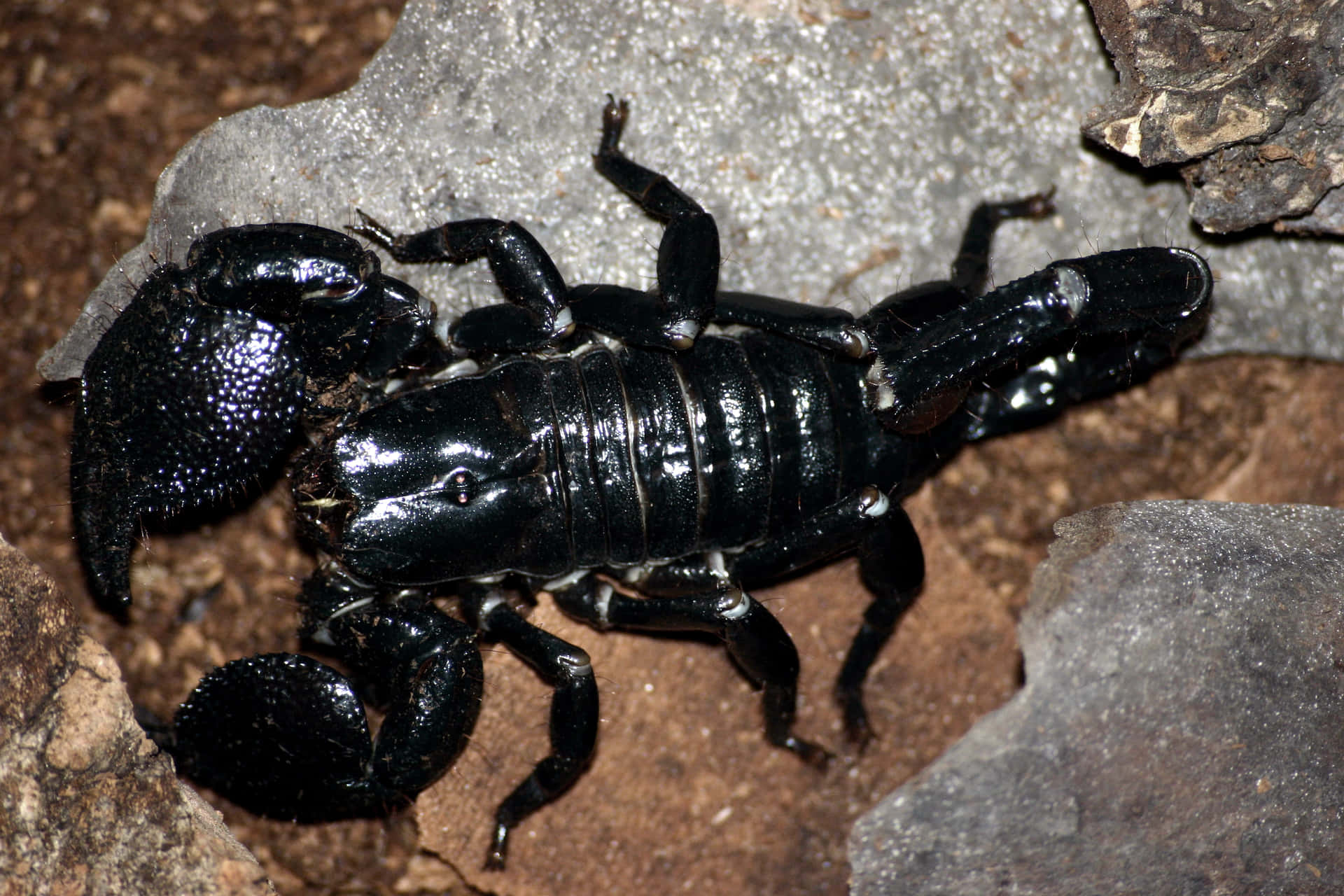 A closeup of a menacing yet magnificent scorpion