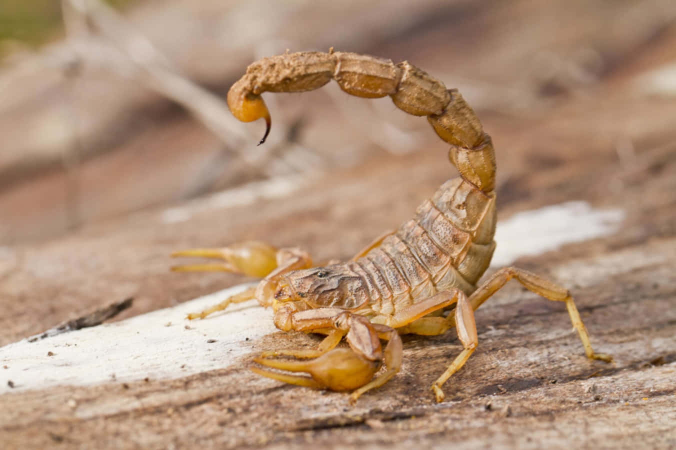 Scorpion Crouching