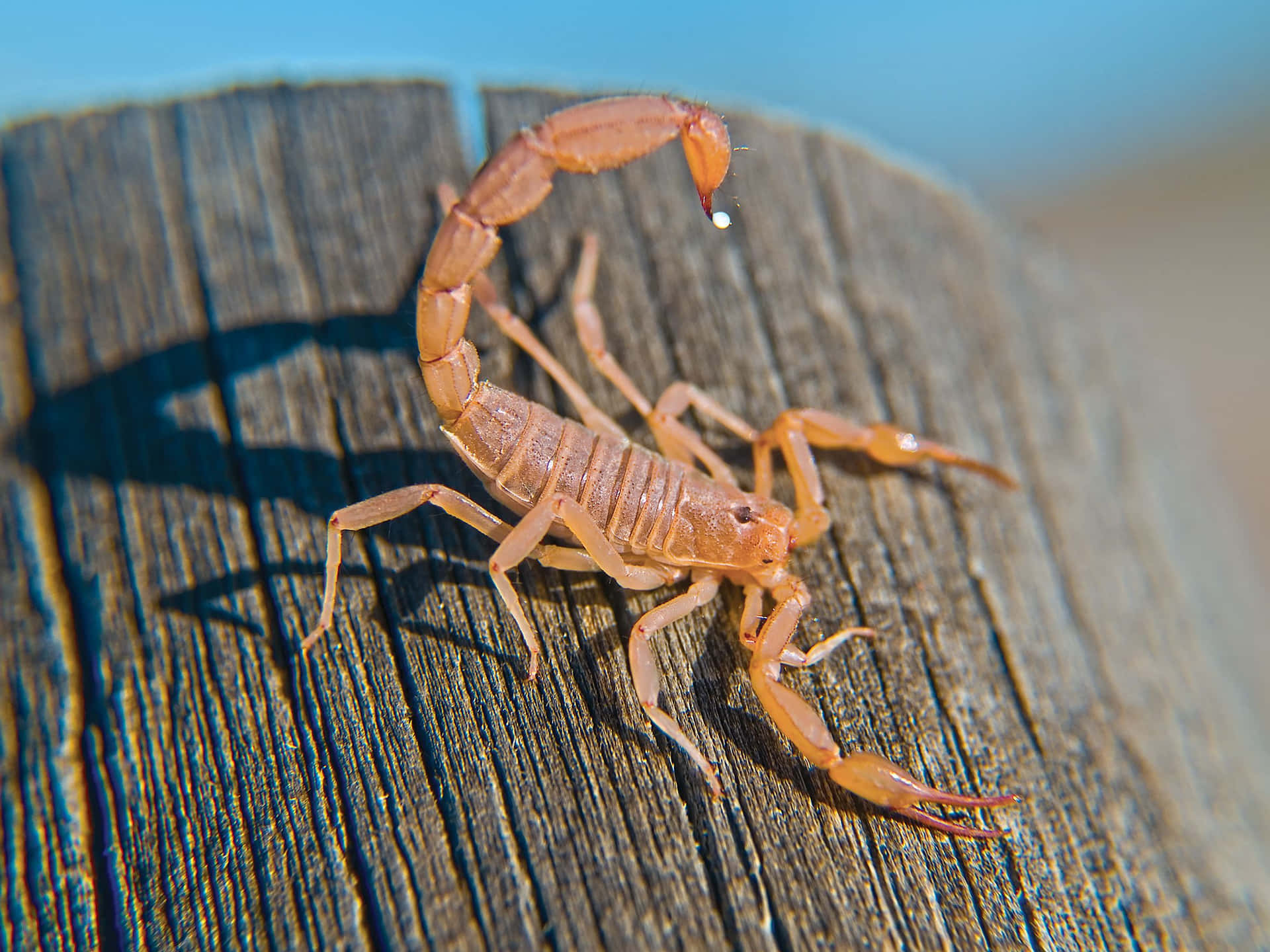 A close-up of a scorpion on a rock