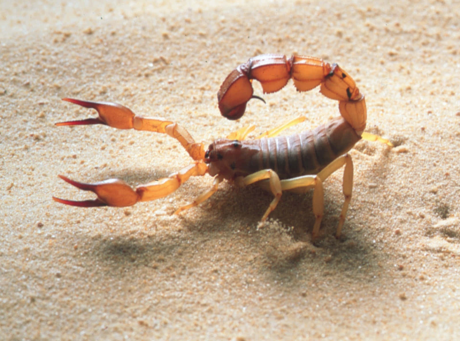 A Scorpion Is Walking On The Sand