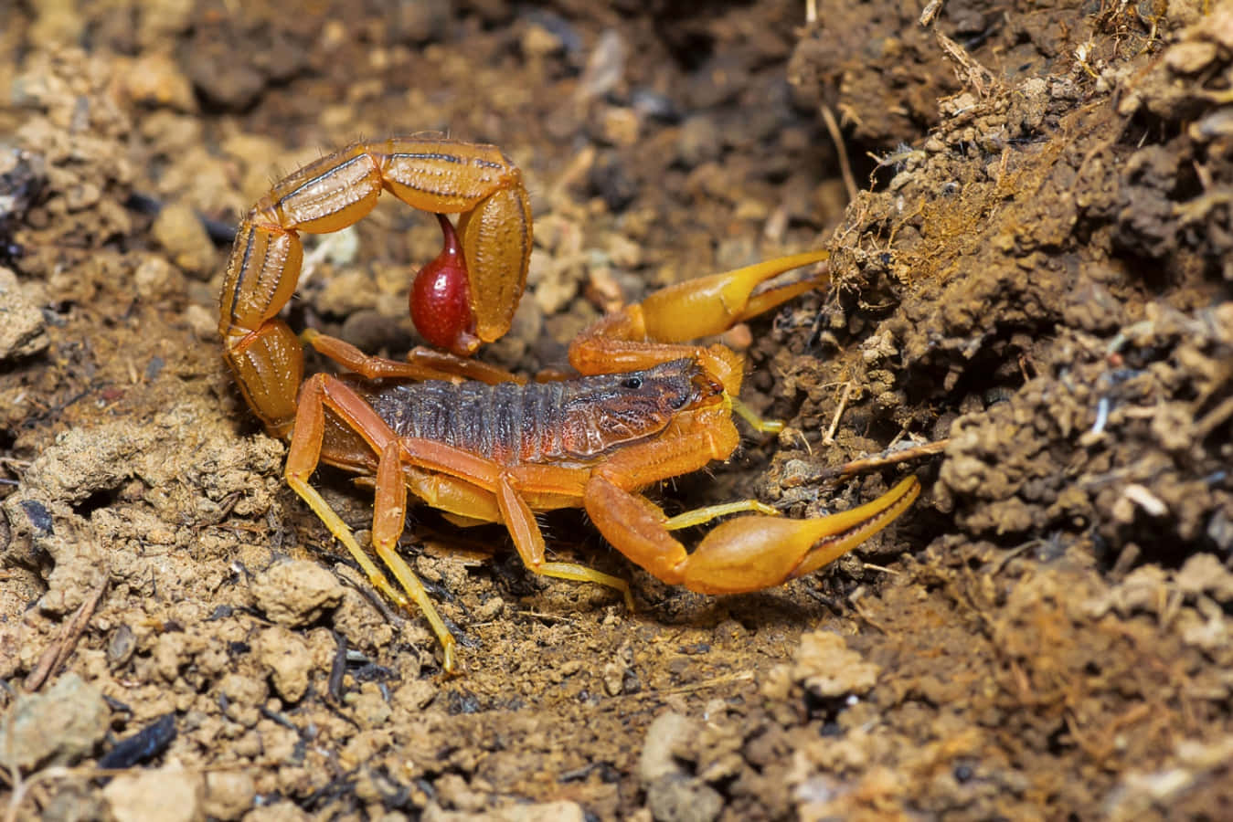 A Scorpion, a Venomous Predator