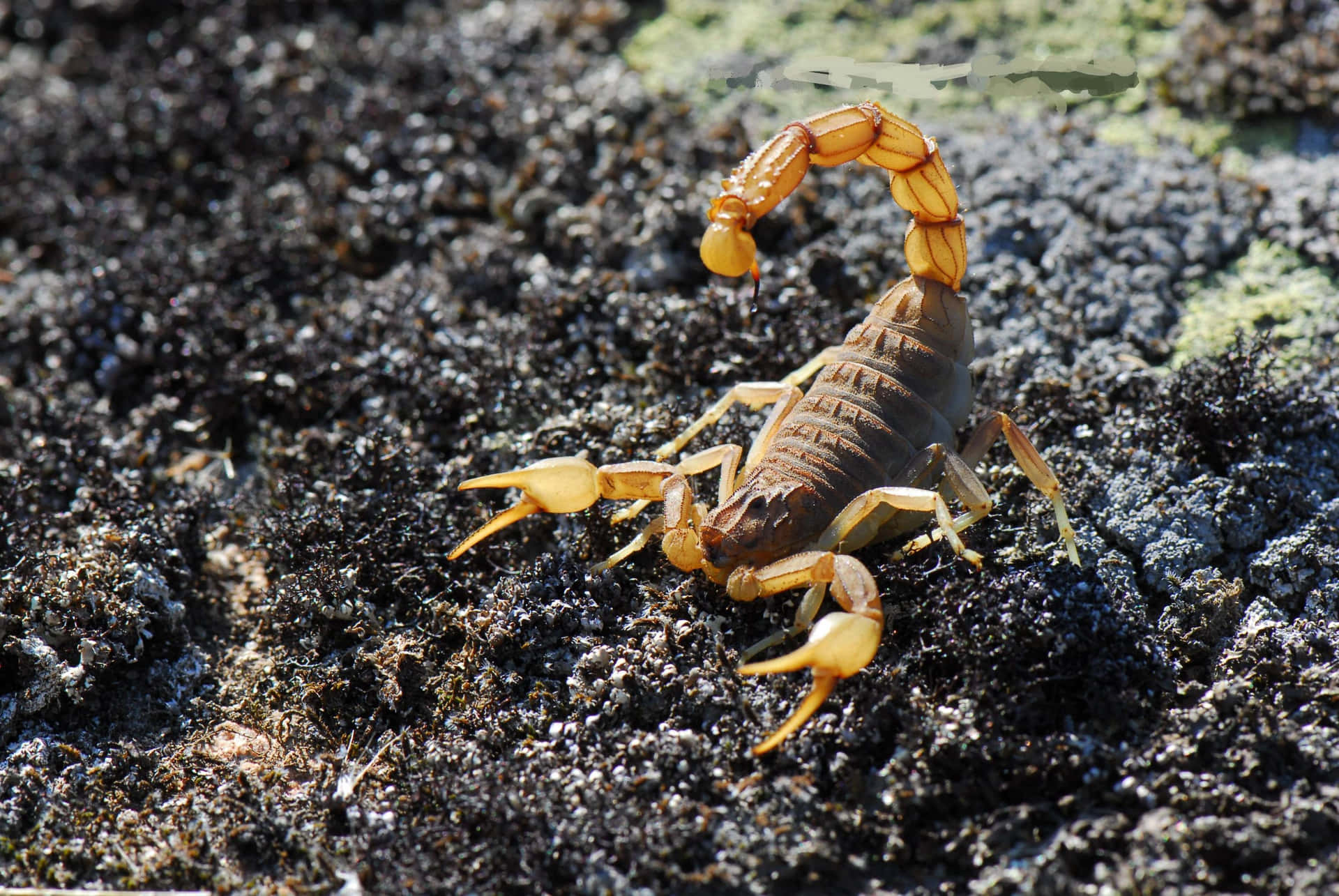 Scorpion Nature Shot