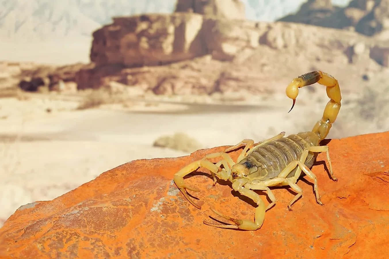 A Scorpion Is Sitting On A Rock In The Desert