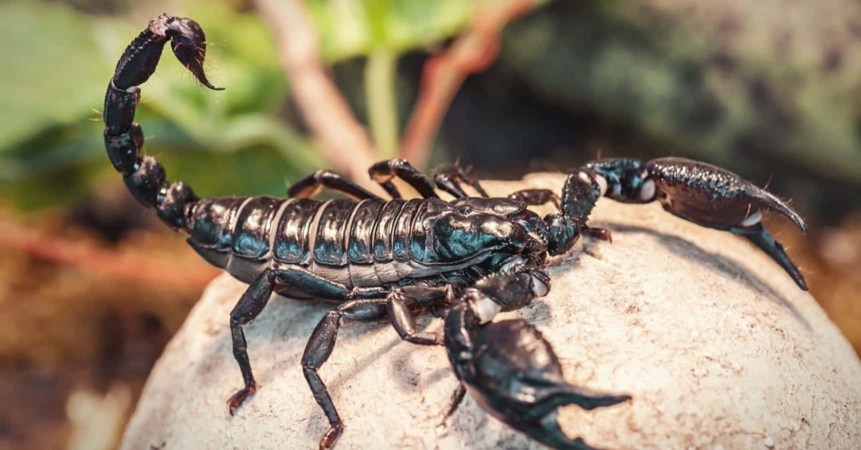 A Scorpion Is Sitting On A Rock