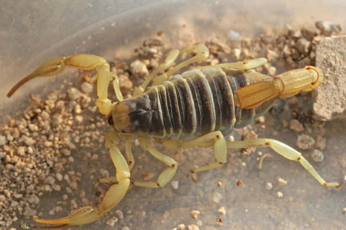 A Scorpion Is Sitting In A Plastic Container