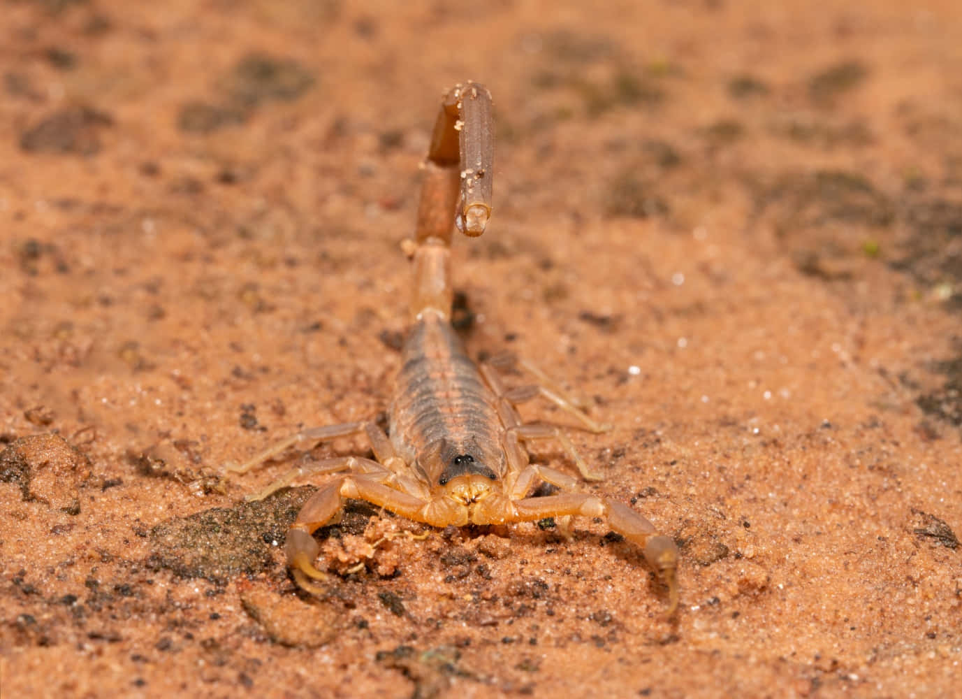 Varmedveten Om Denna Dödliga Skorpion