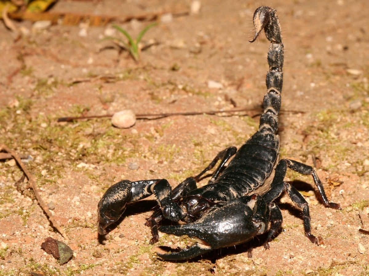 A large scorpion scuttling on the desert floor