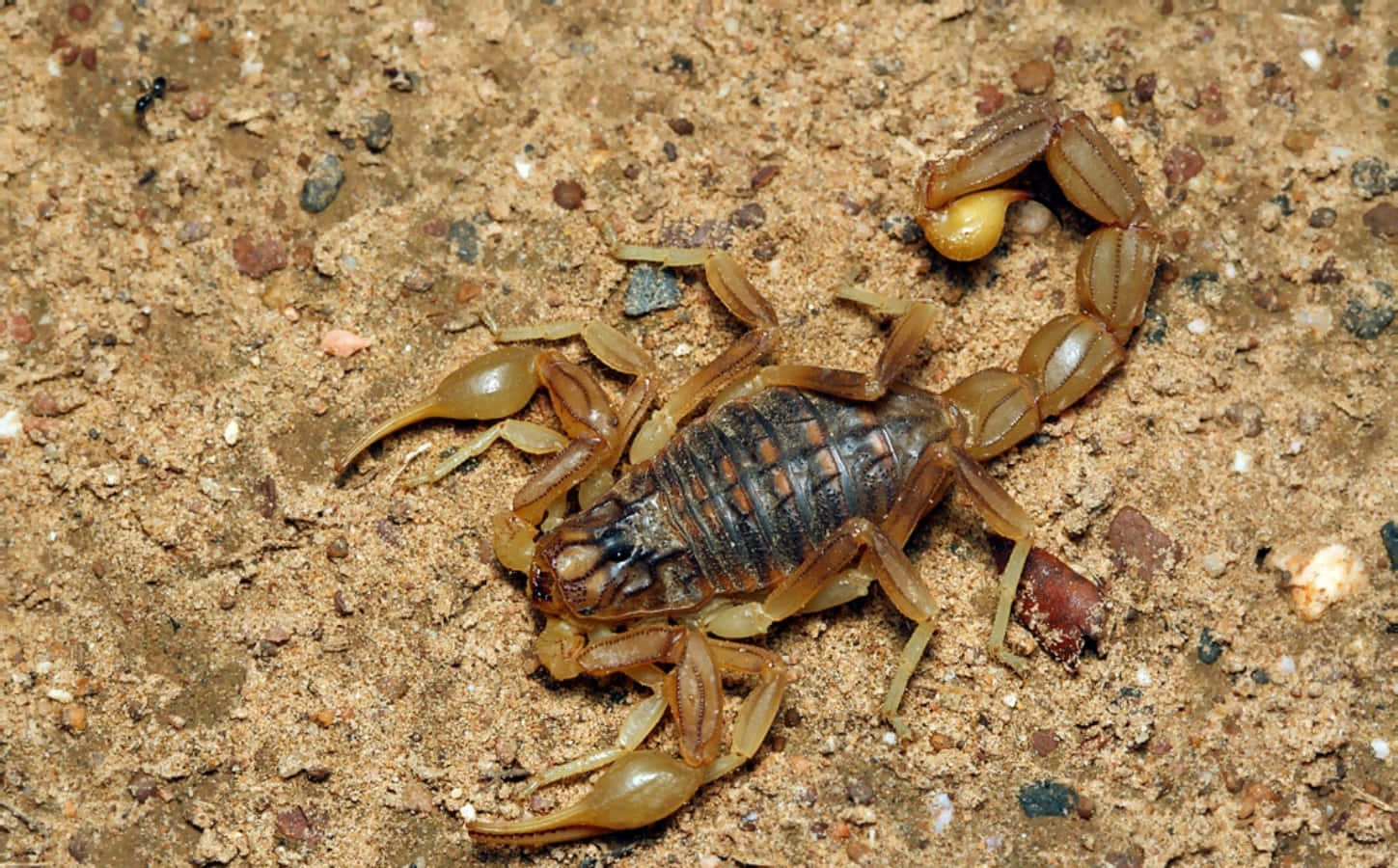 Look out for this dangerous scorpion!