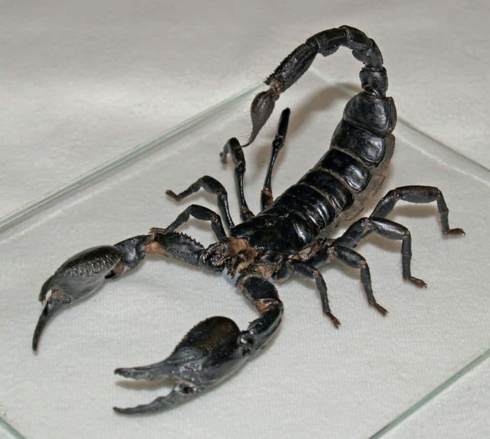 A close up of a fierce-looking scorpion