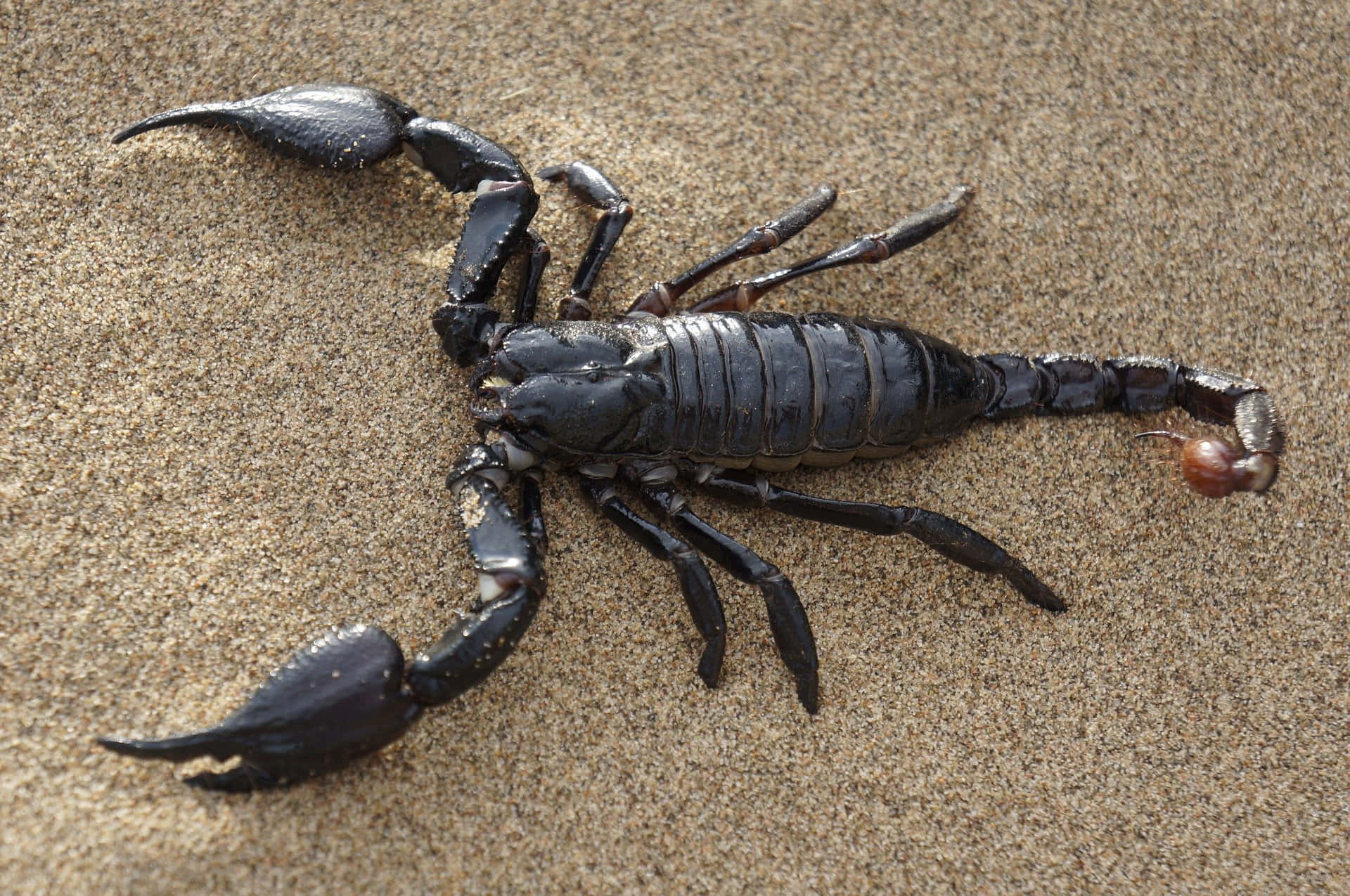 A closeup of a dangerous scorpion.