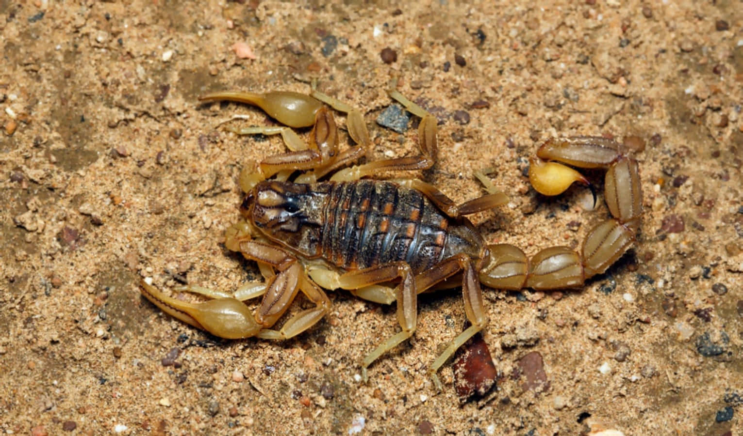 Eineleuchtend Gelbe Skorpions, Die Sich Perfekt In Den Warmen Wüstensand Einfügt.
