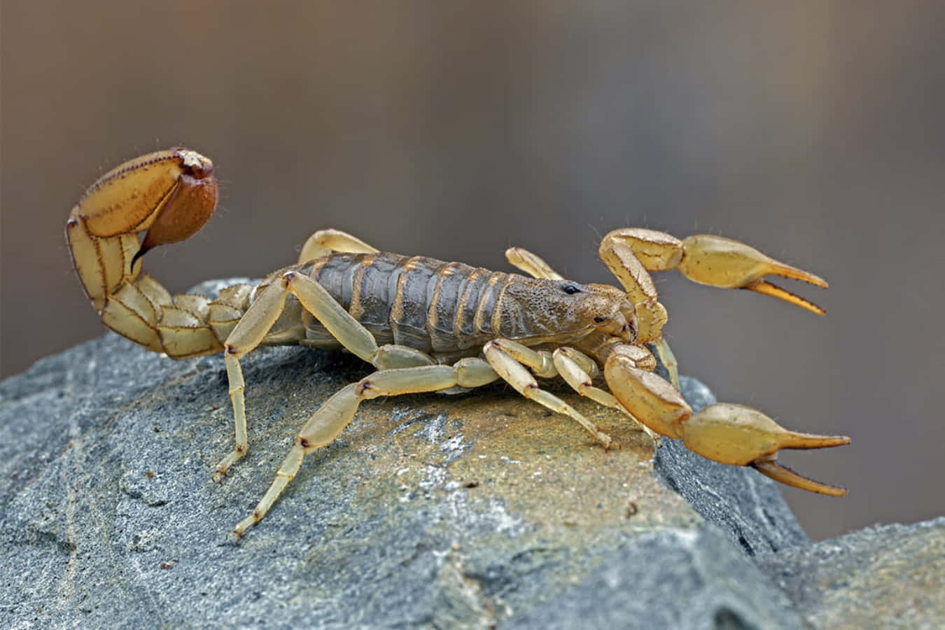 A magnificent scorpion in its brown exoskeleton