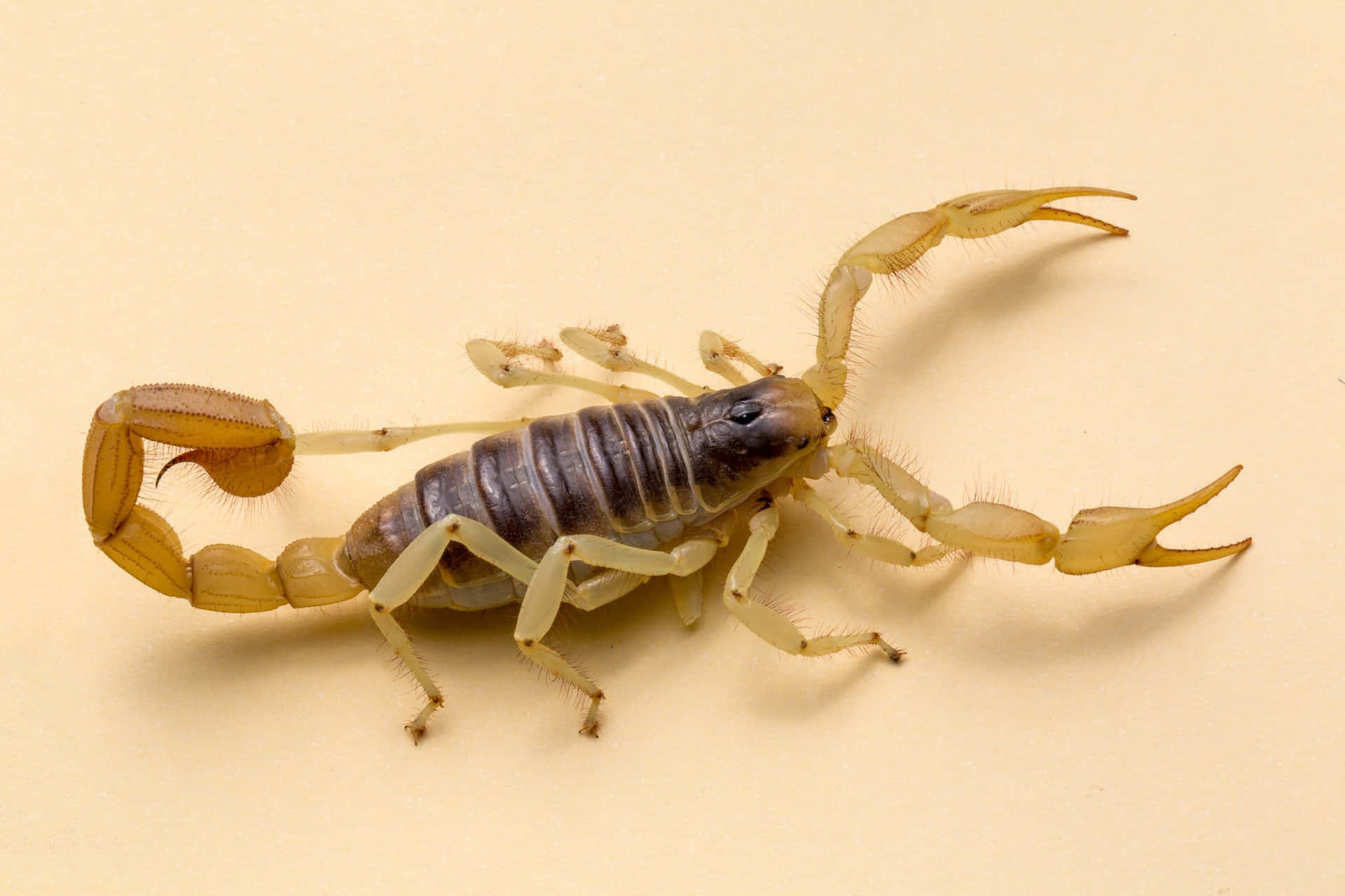 Einnahaufnahme Eines Skorpions