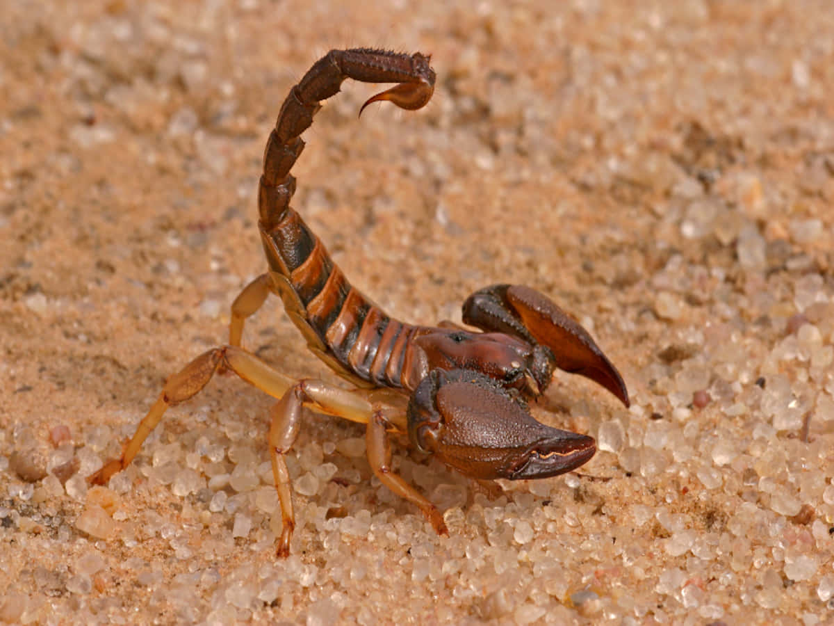 A beautiful black scorpion on a sandy surface