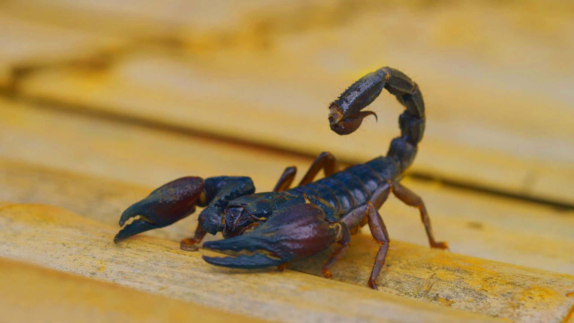 This fierce scorpion is a testament to nature's resilience