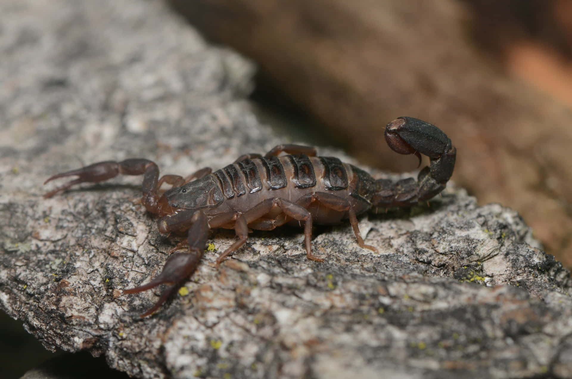 Escorpião,um Predador Venenoso
