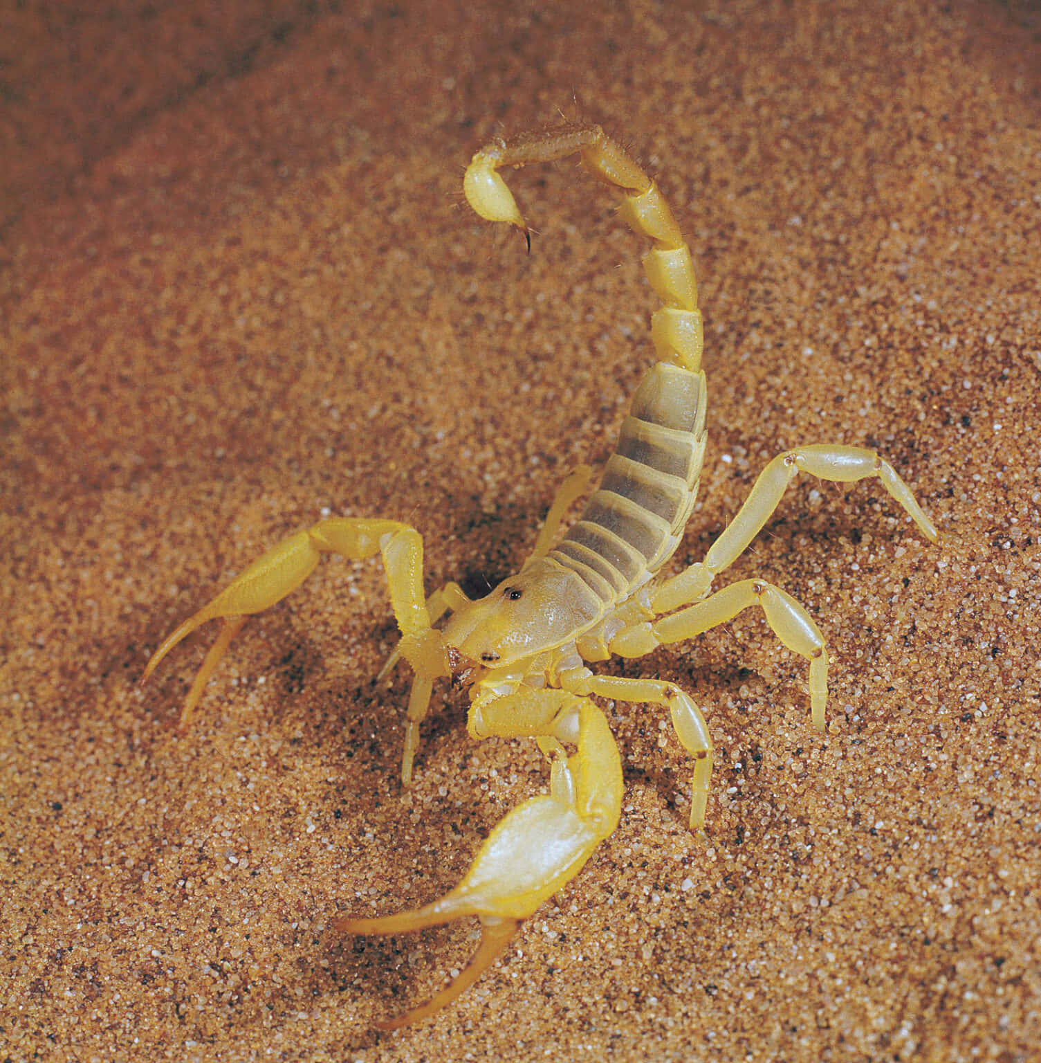 A Scorpion Is Walking On Sand