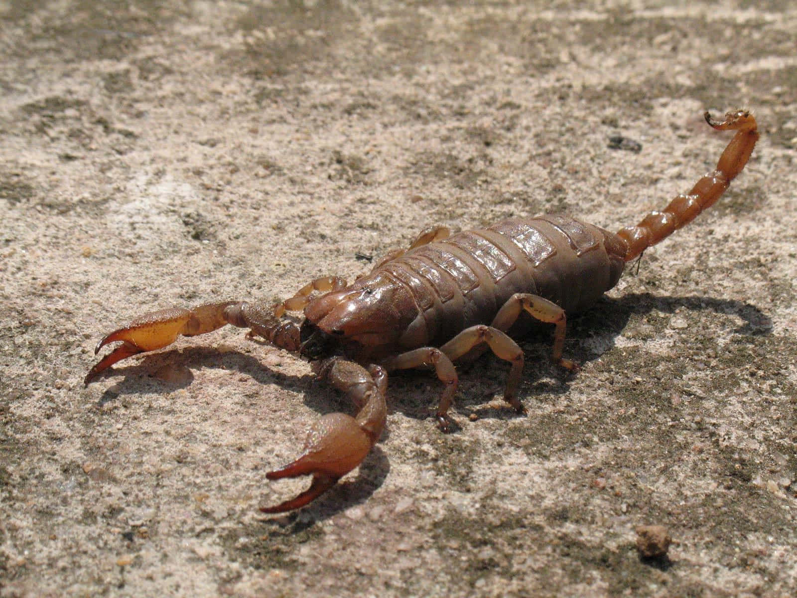 Hotattityd Från En Hornstreckad Skorpion