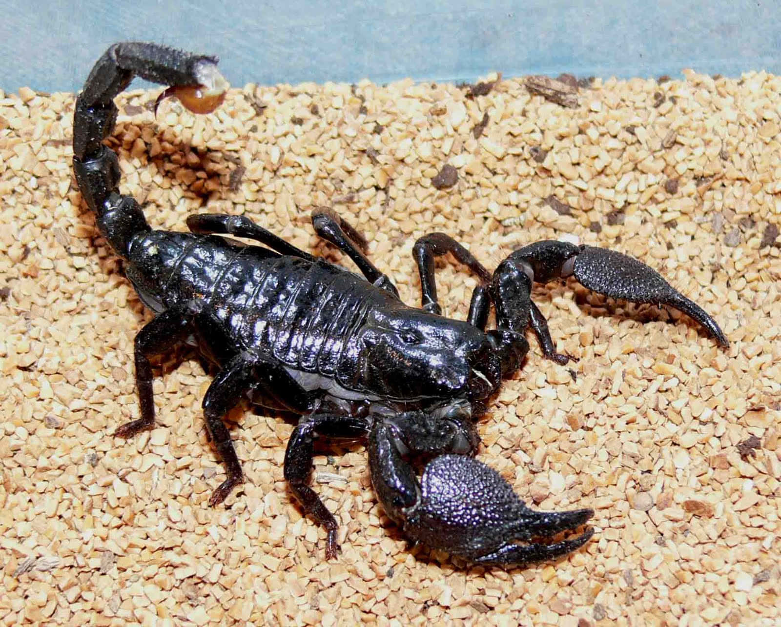 Majestic Scorpion on the Hunt