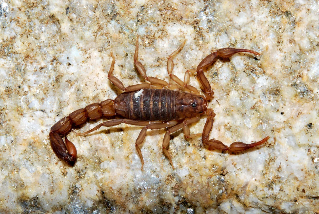 Vorsichtvor Dem Giftigen Skorpion
