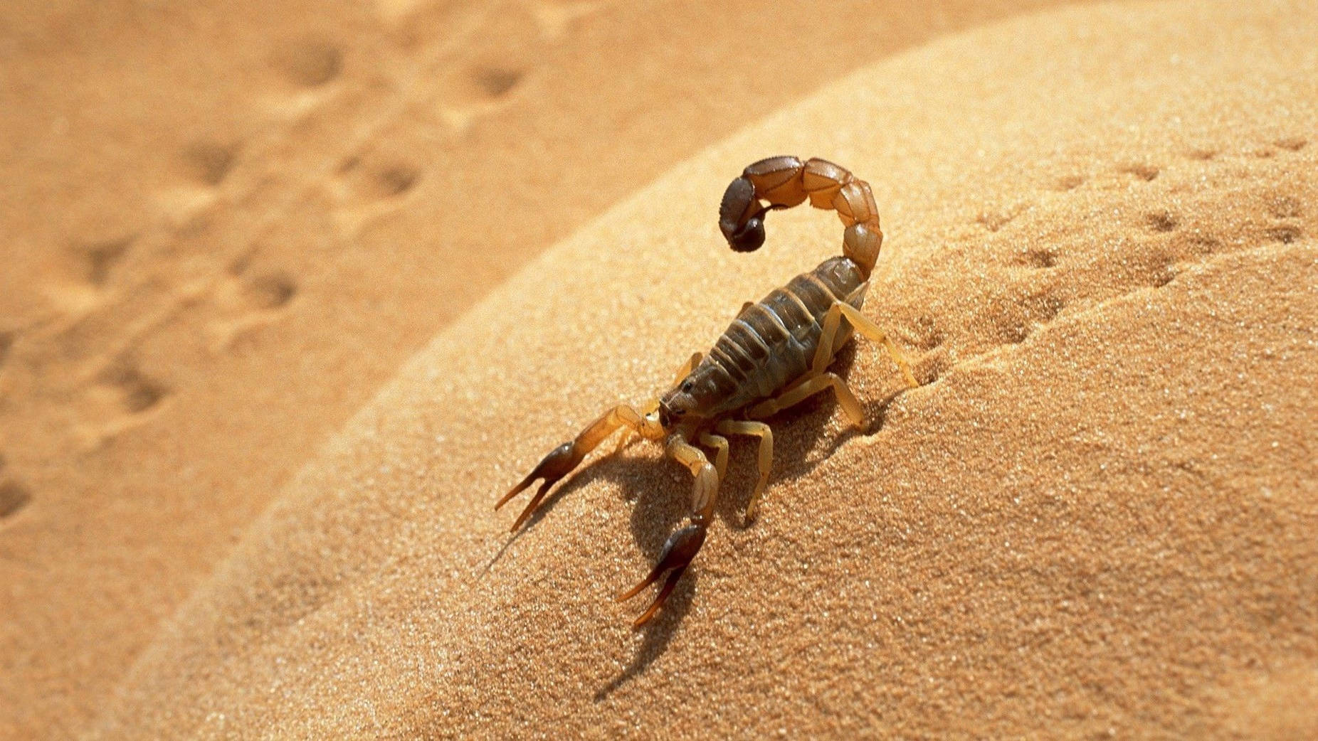 Scorpion Walking On Desert Sand Wallpaper