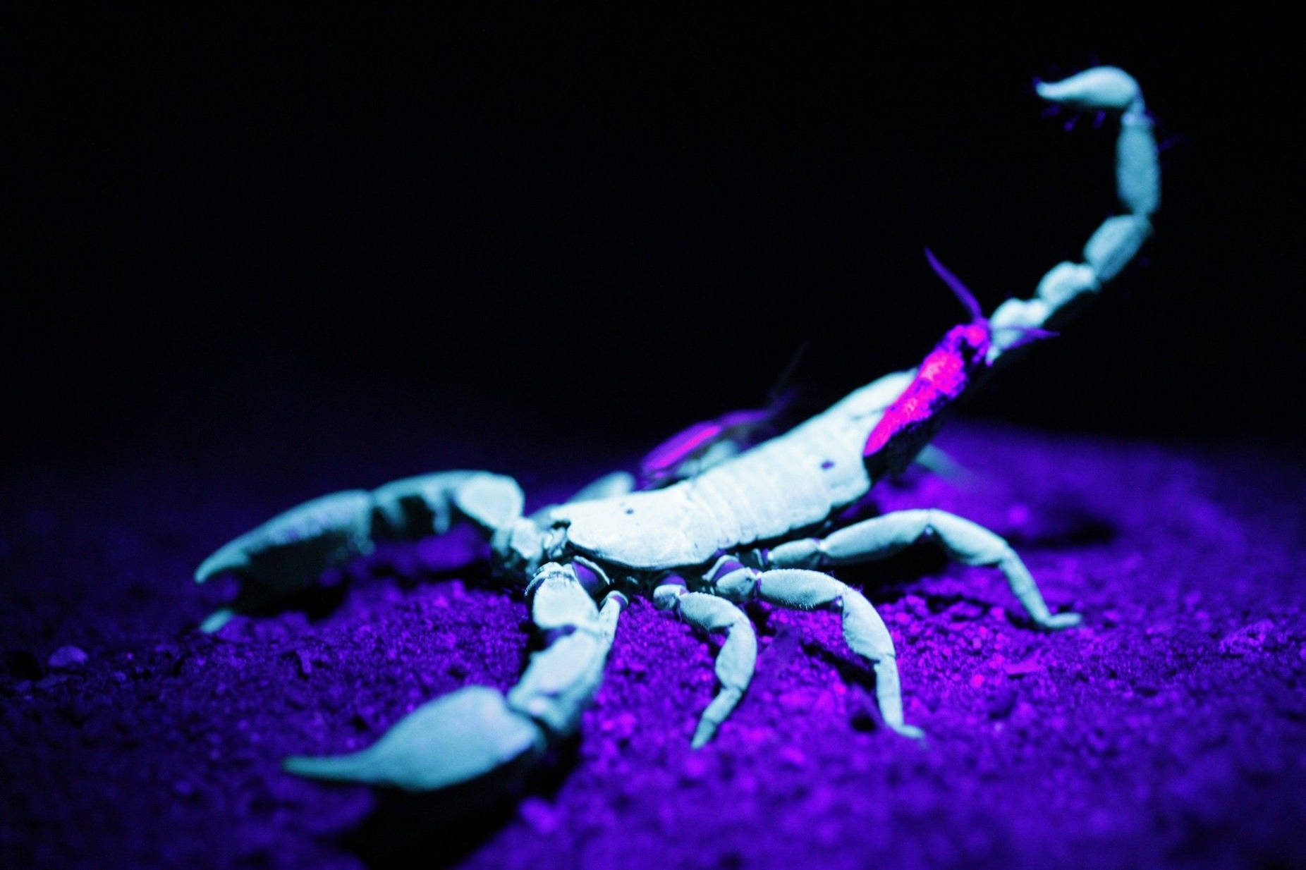 Scorpion White Purple Aesthetic Wallpaper