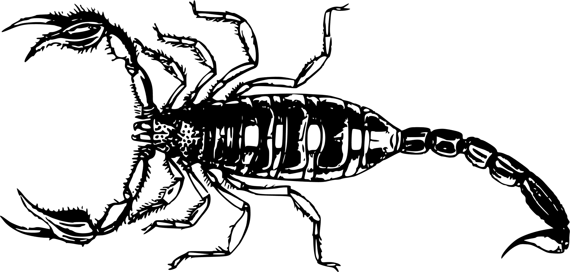 Scorpion_ Silhouette_ Vector PNG