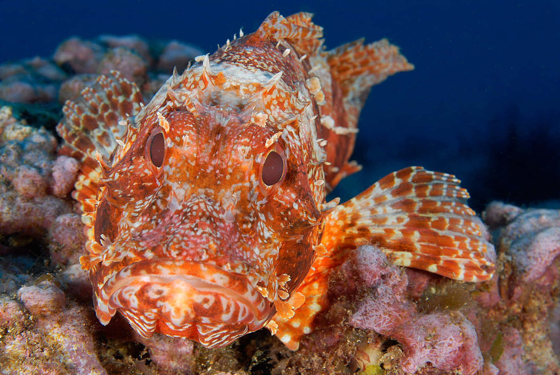 Scorpionfish Camouflage Underwater.jpg Wallpaper