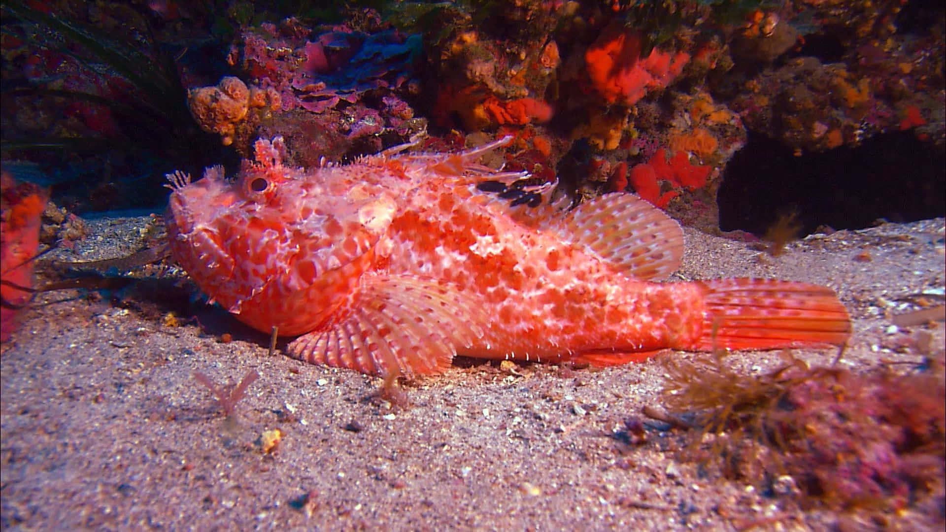 Poisson Scorpion Camouflé Sur Le Fond Océanique Fond d'écran