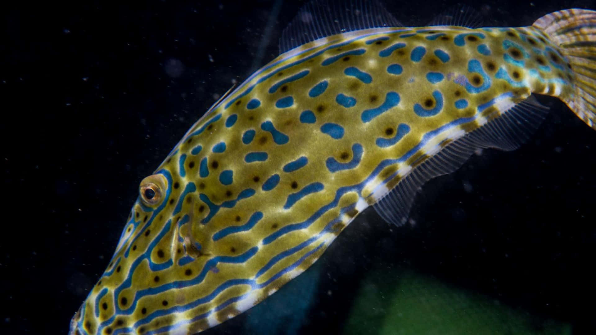 Scrawled Filefish Onderwater Achtergrond