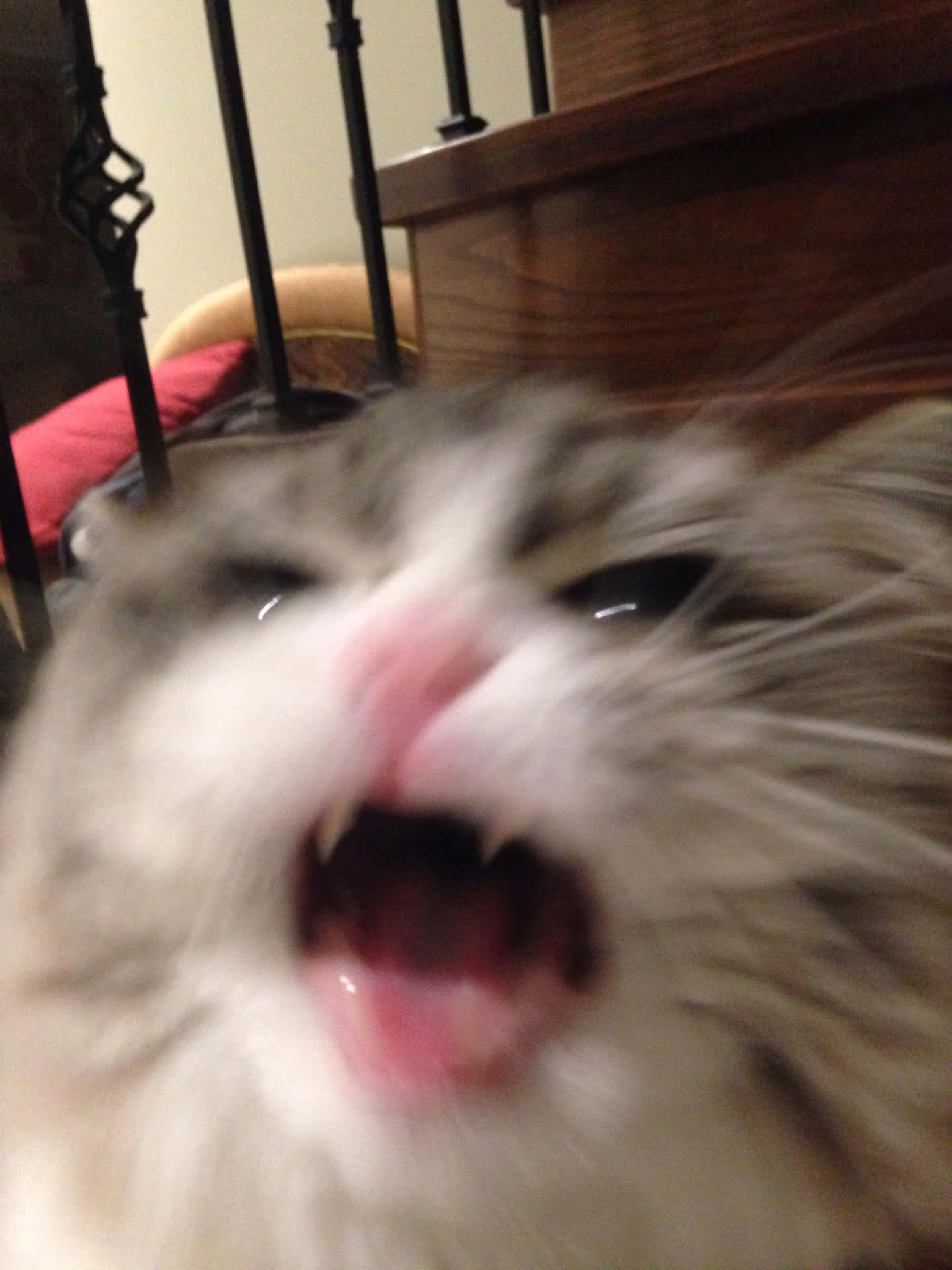 Download Screaming Cute Cat PFP Wallpaper