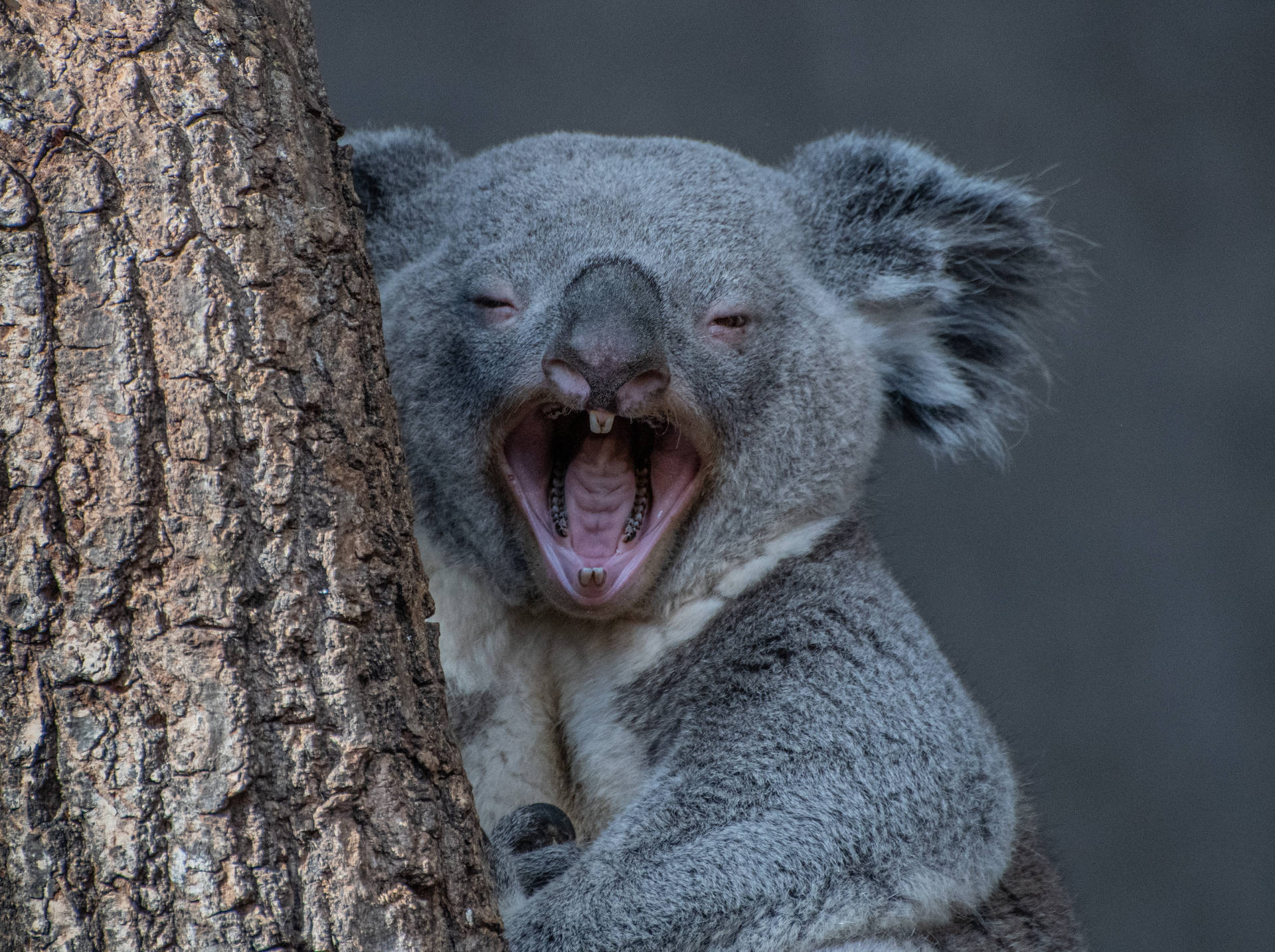 Screaming Koala Bear Wallpaper
