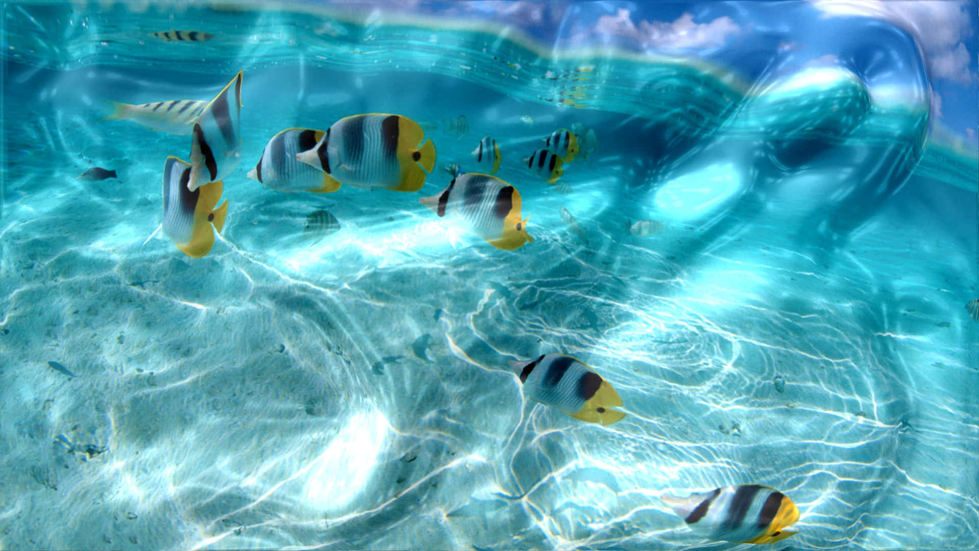 Fischschwimmendes Bildschirmschoner-bild
