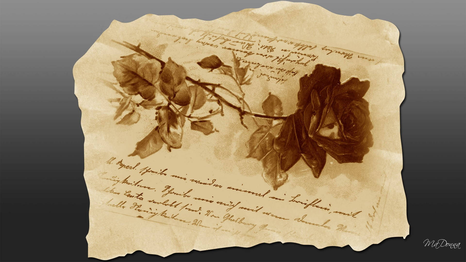 Script And Rose Illustration Background