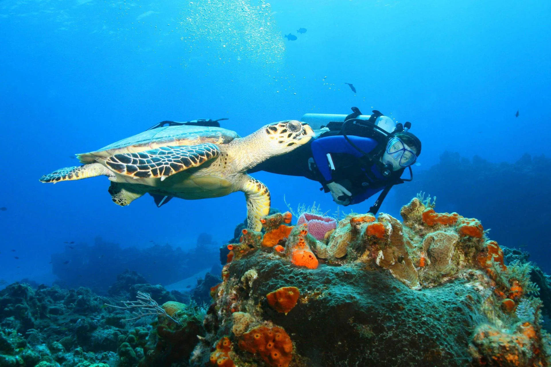 Scuba Diver Diving With Turtle Wallpaper