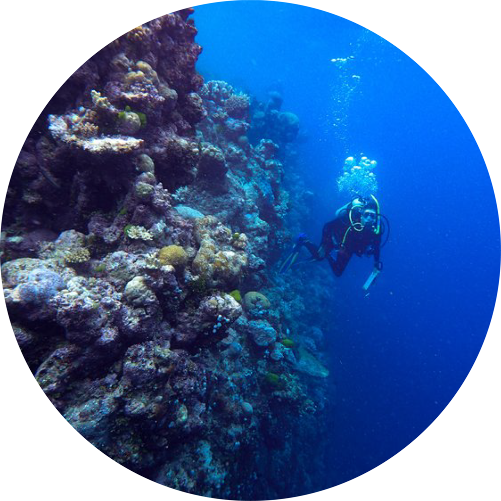 Scuba Diver Exploring Coral Reef PNG