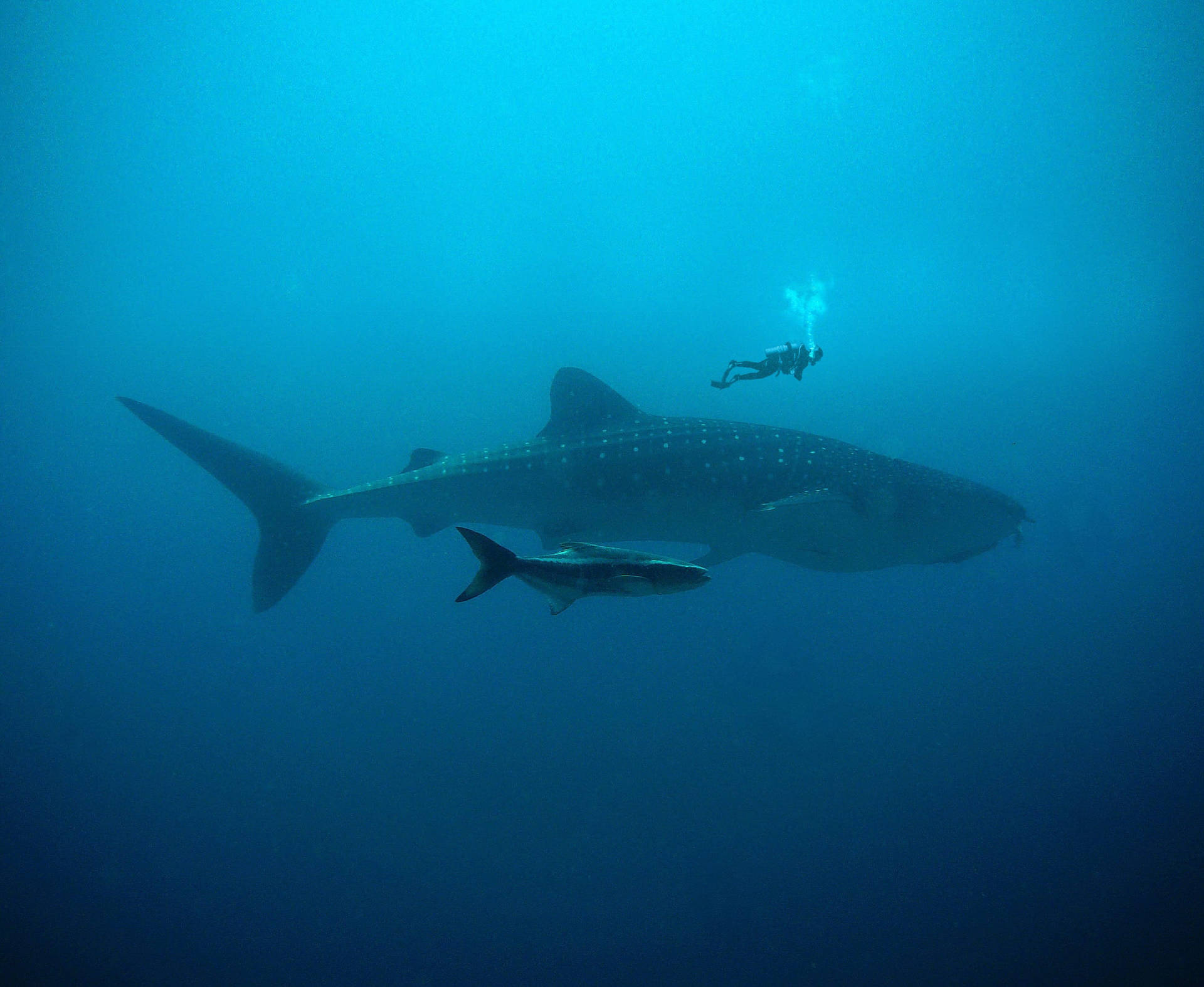 Scuba Diving Above Sharks Wallpaper