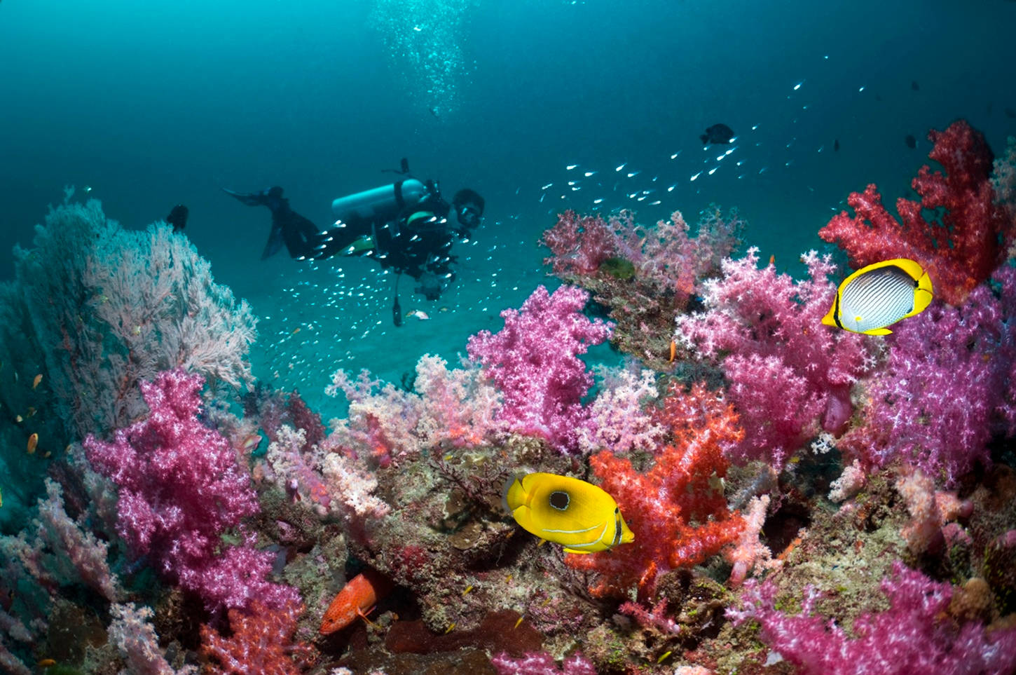 Scuba Diving Beautiful Coral Reefs Wallpaper