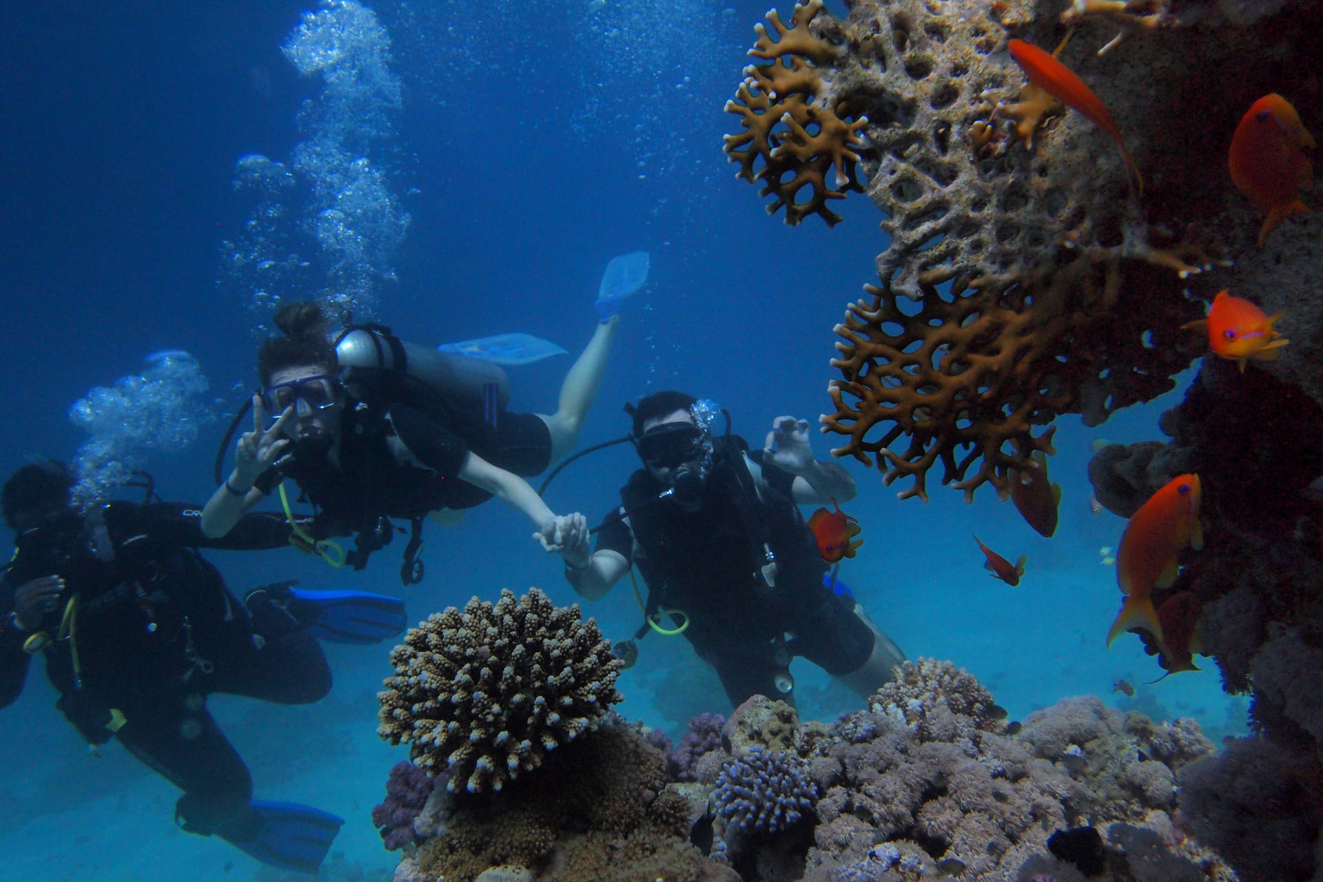 Scuba Diving Brown Coral Reef Wallpaper