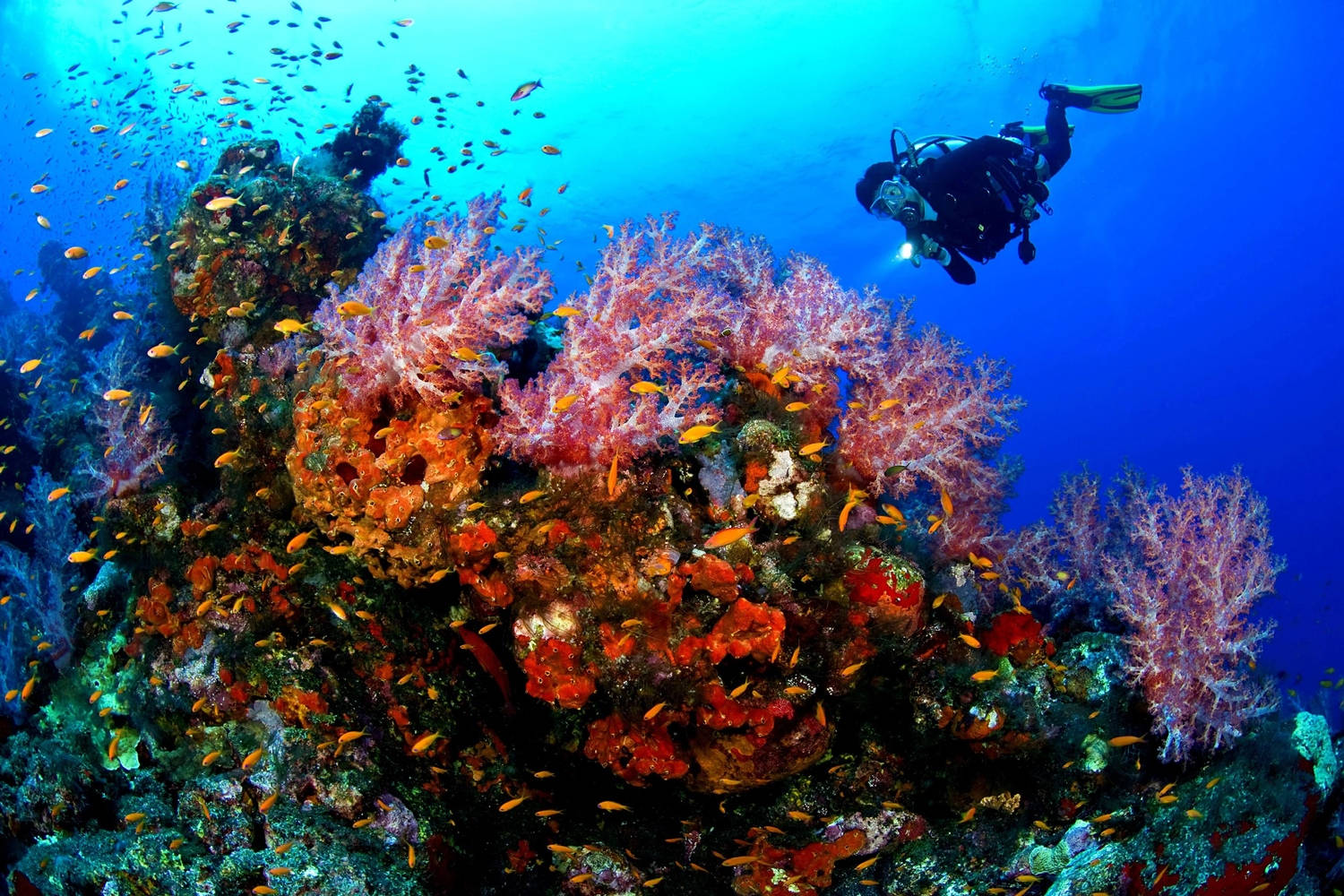 Tauchensie Ein In Farbenfrohe Korallenriffe. Wallpaper