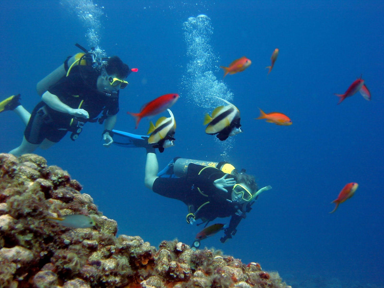 Scuba Diving Coral Reef Fish Wallpaper