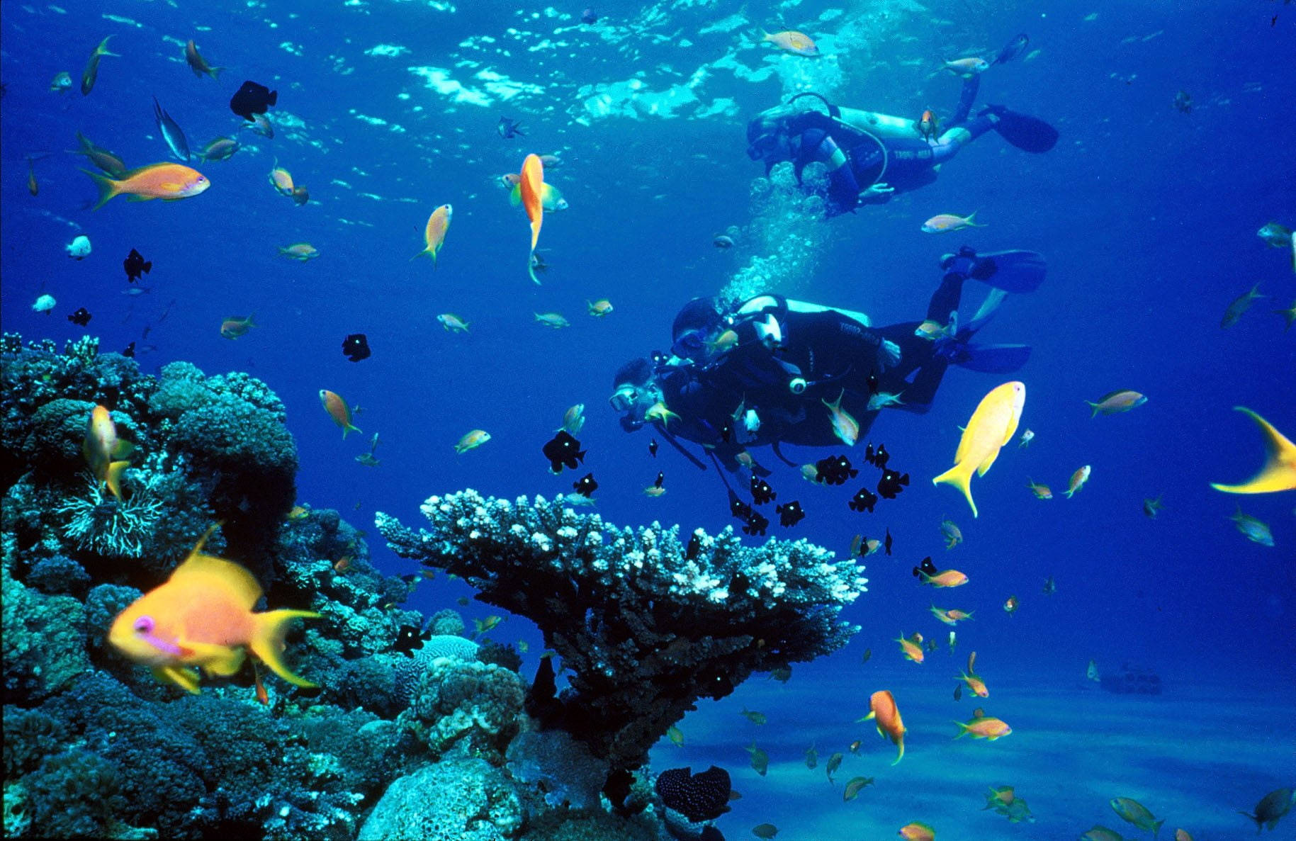 Scuba Diving Barriere Coralline E Pesci Sfondo