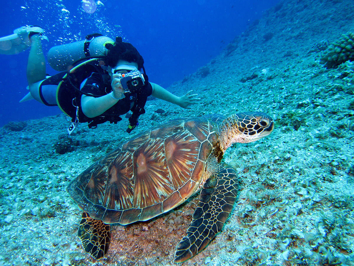 Close Encounter with a Sea Turtle during a Scuba Dive Wallpaper