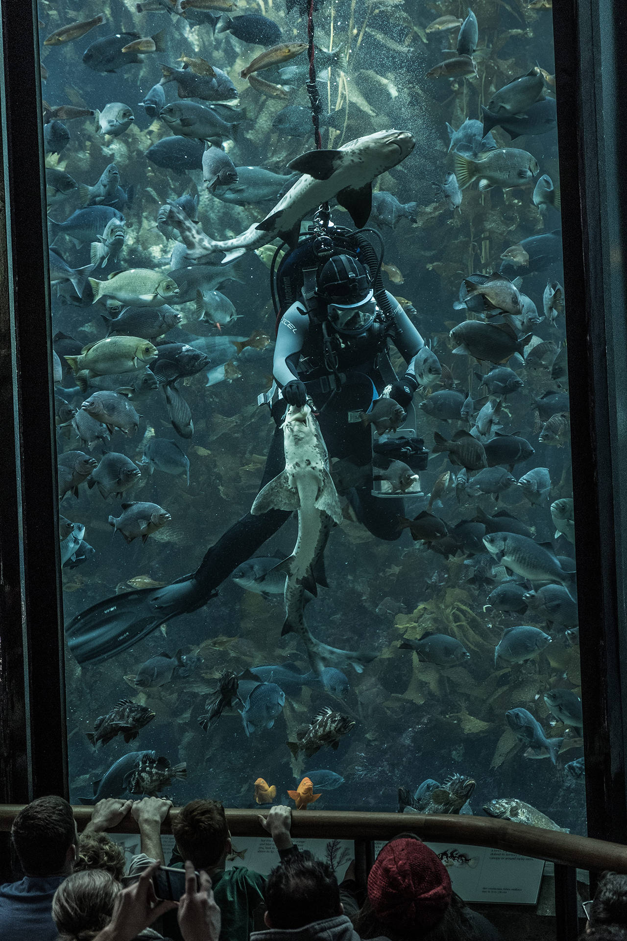 Scuba Diving Inside Aquarium Tank Wallpaper