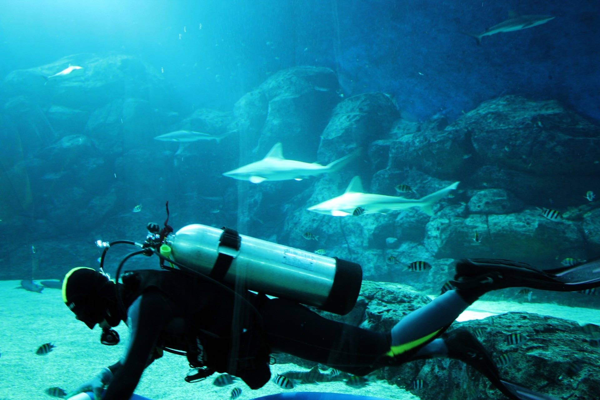 Scuba Diving inside Sharks Aquarium Wallpaper