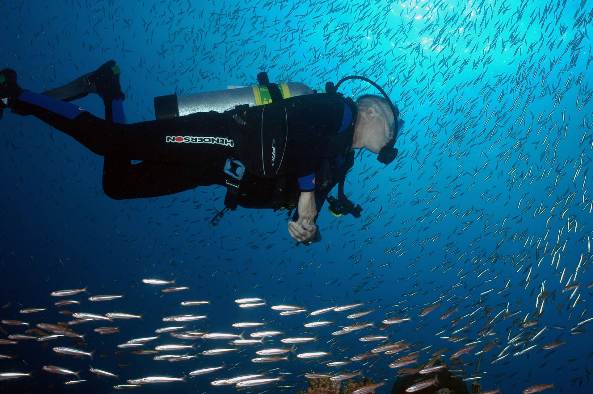 Scuba Diving into School of Barracuda Wallpaper