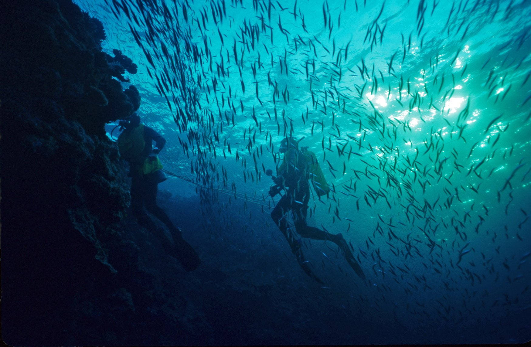 Scuba dykning svømning blandt fisk af havet Wallpaper